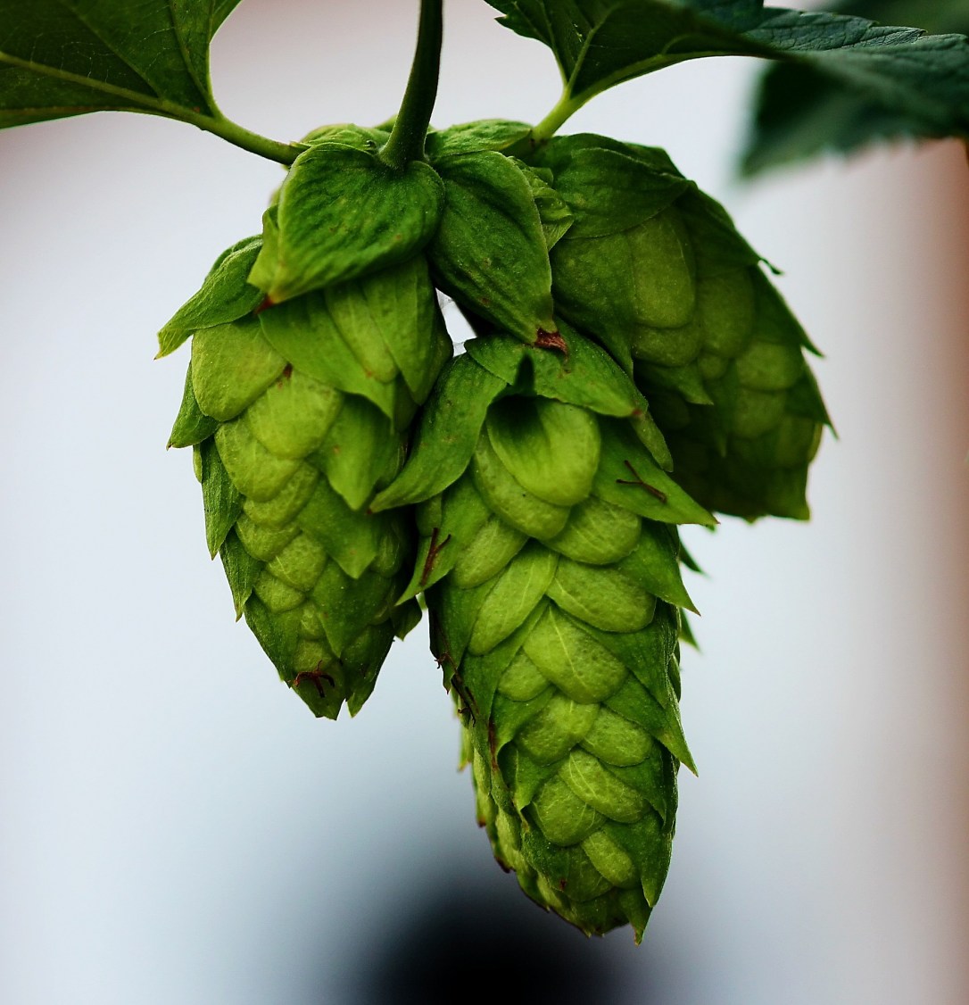 hops-776382_1920